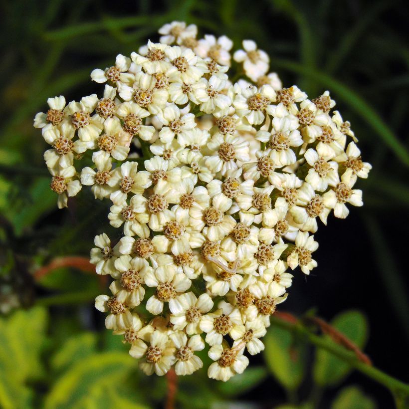 Achillée millefolium Apfelblute (Apple Blossom) (Flowering)