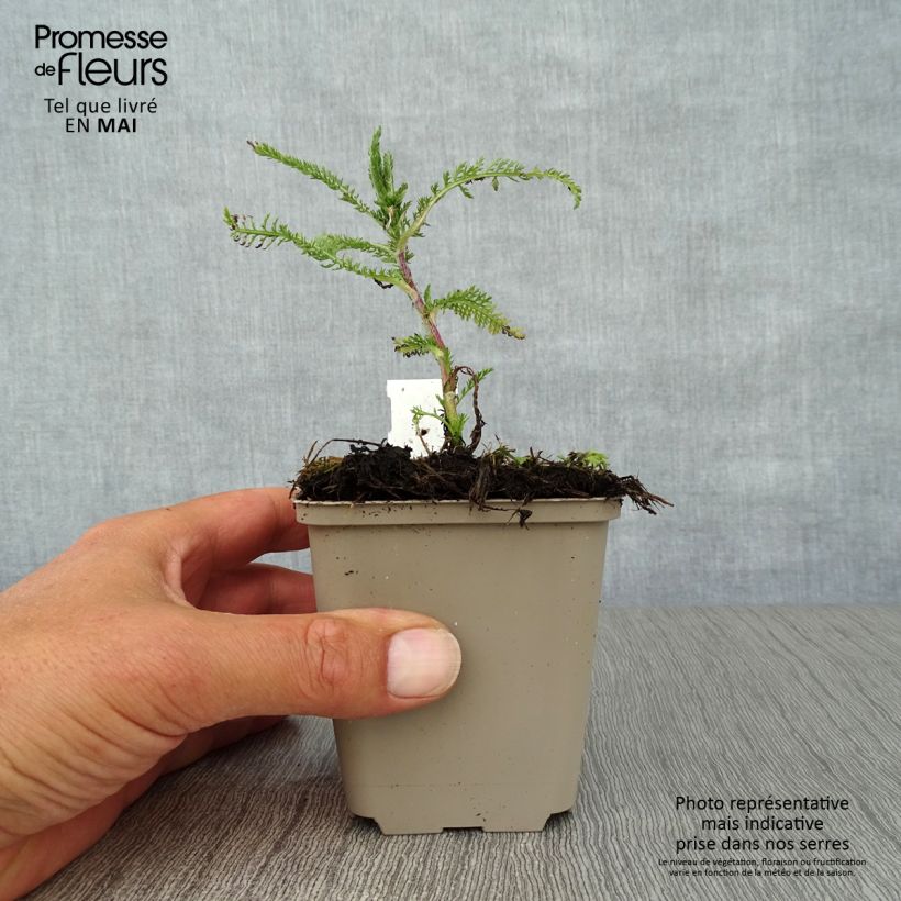 Example of Achillée millefolium Apfelblute (Apple Blossom) Godet de 8/9 cm as you get in printemps