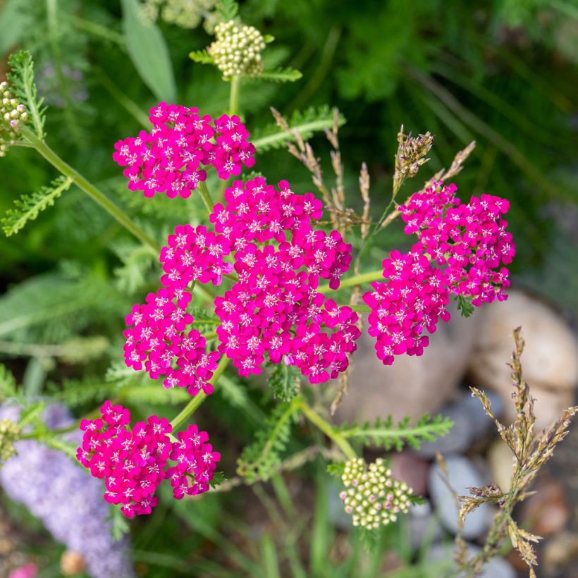 Achillée millefolium Cerise Queen (Flowering)
