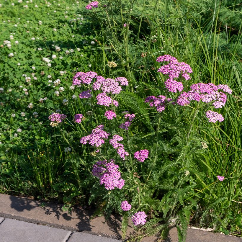 Achillée millefolium Cerise Queen (Plant habit)