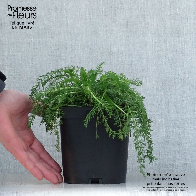 Example of Achillée millefolium Cerise Queen Pot de 2L/3L as you get in printemps