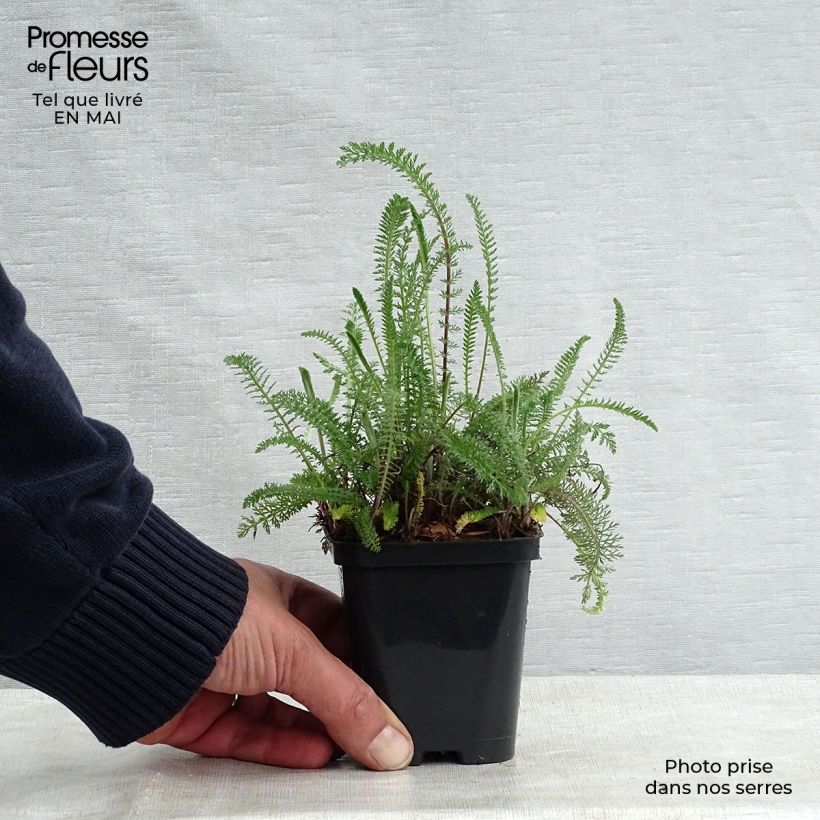 Example of Achillée millefolium Cerise Queen Godet de 8/9 cm as you get in printemps