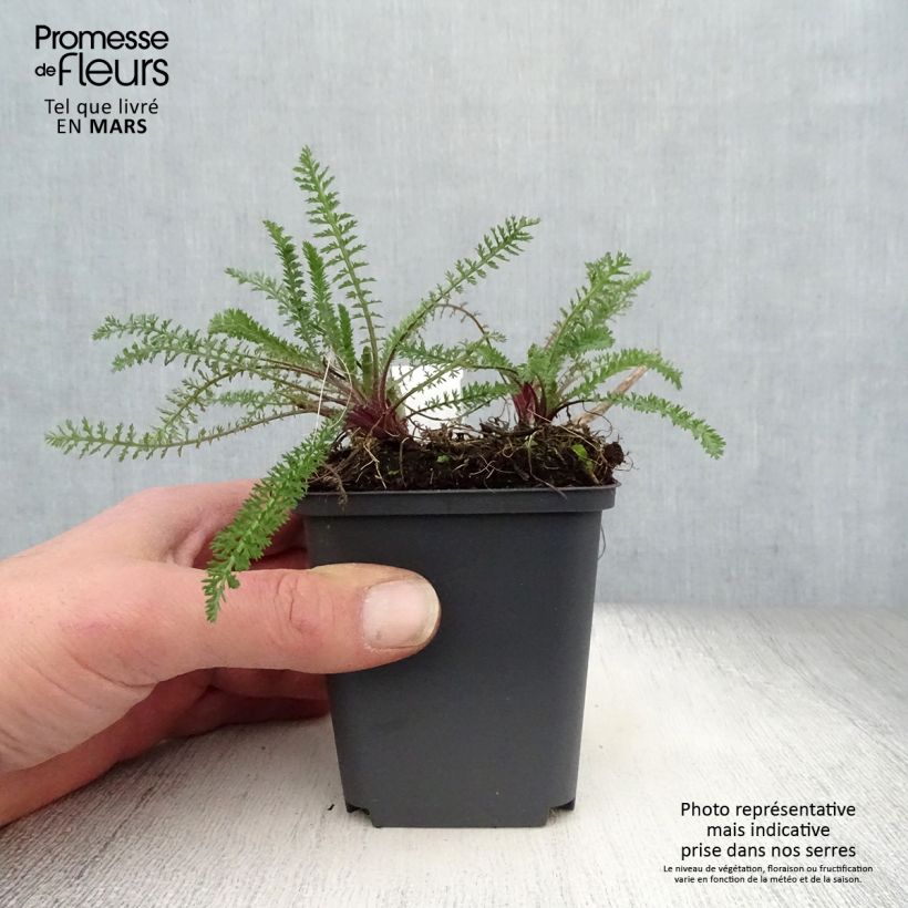 Example of Achillée millefolium Excel Godet de 8/9 cm as you get in printemps