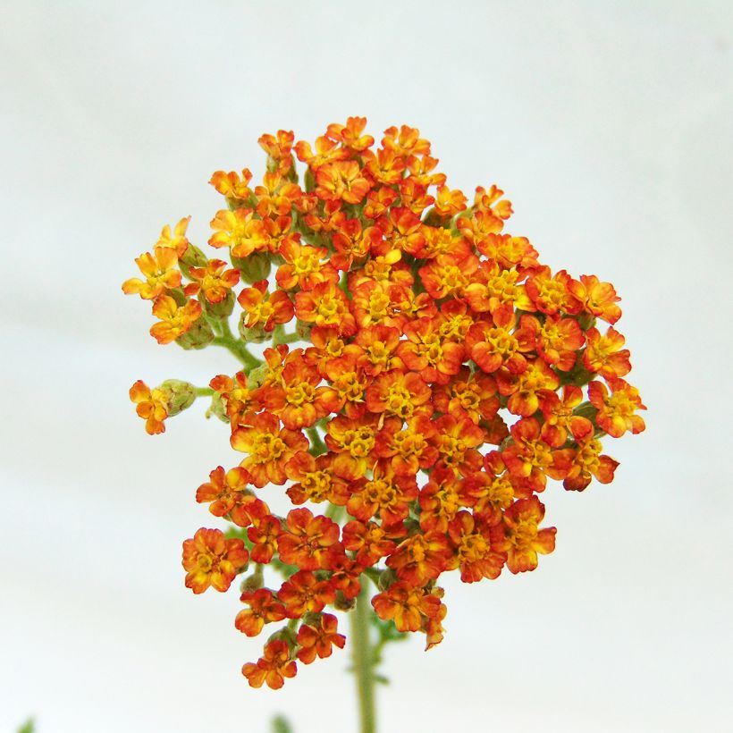 Achillée millefolium Feuerland (Flowering)