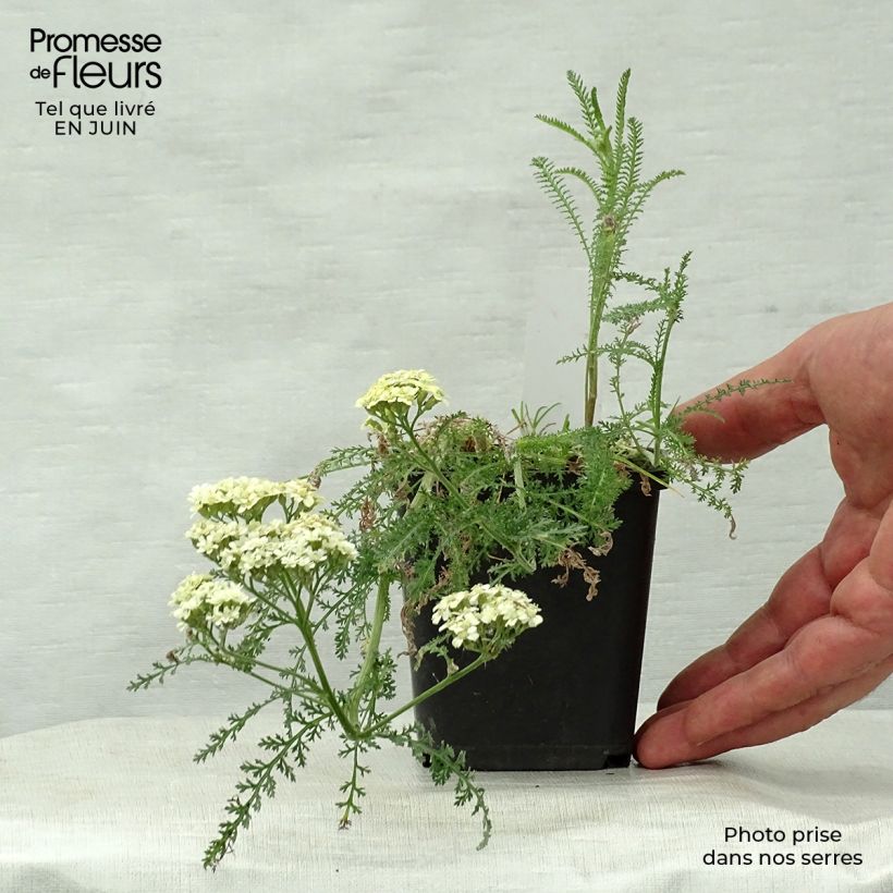 Spécimen de Achillée millefolium Hella Glashoff Godet de 8/9 cm tel que livré en été