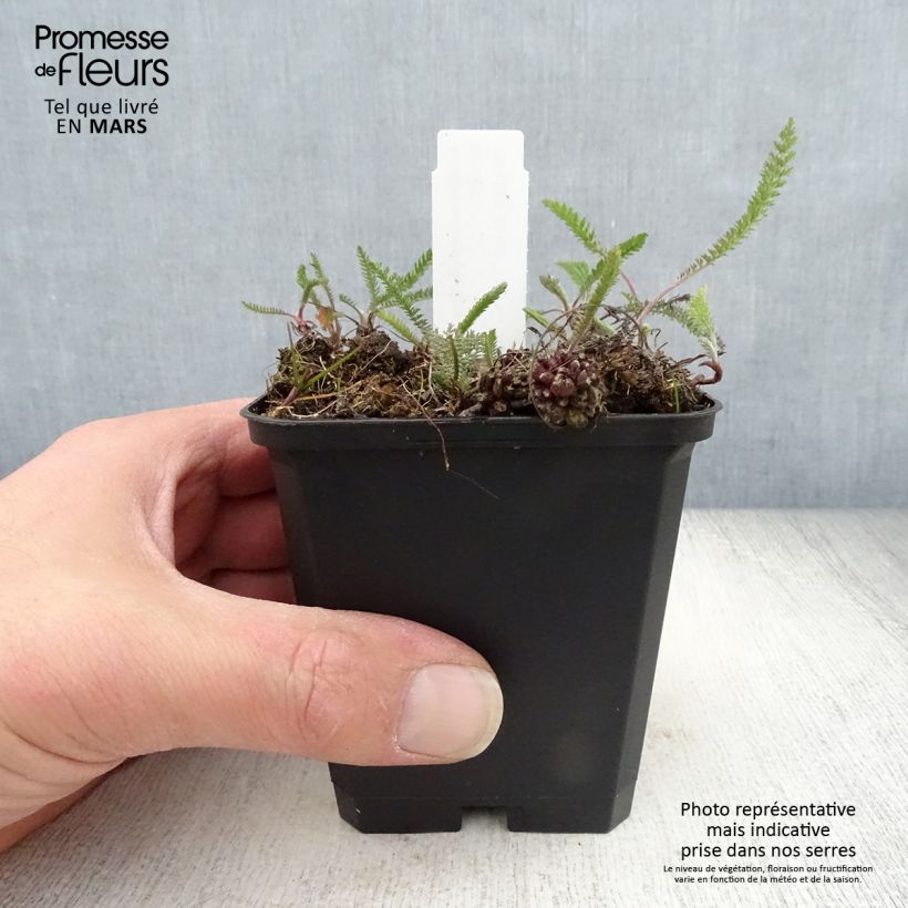 Example of Achillée millefolium Lilac Beauty Godet de 8/9 cm as you get in printemps