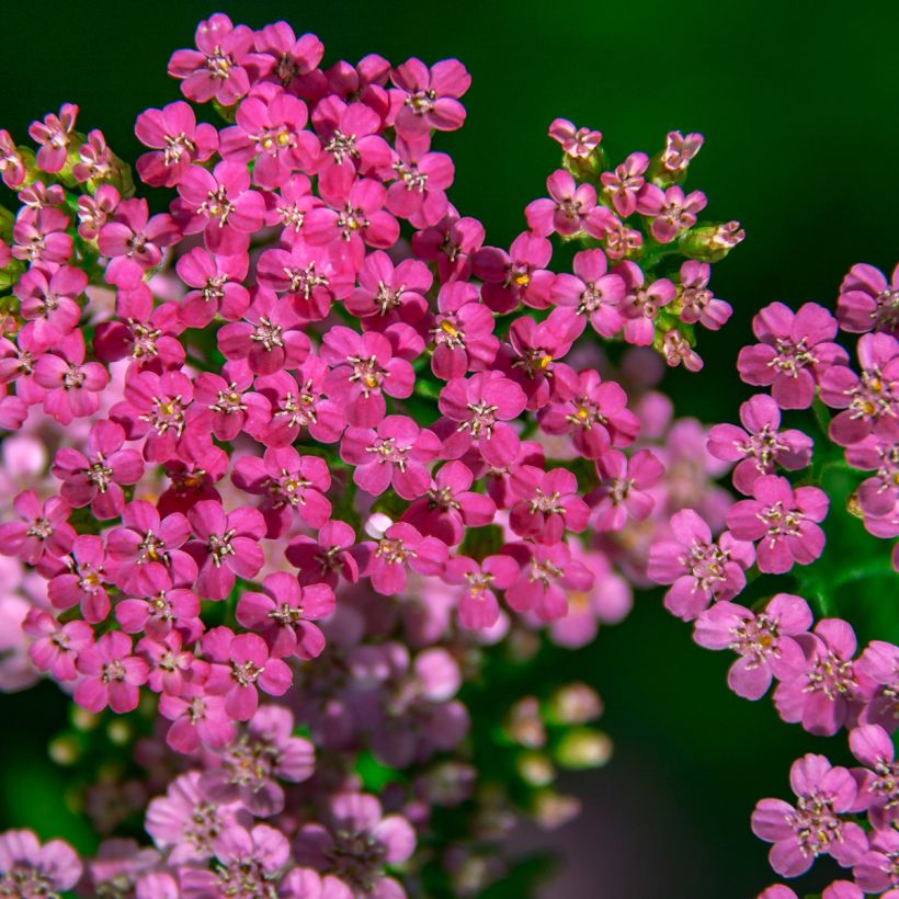 Achillée millefolium Lilac Beauty (Flowering)