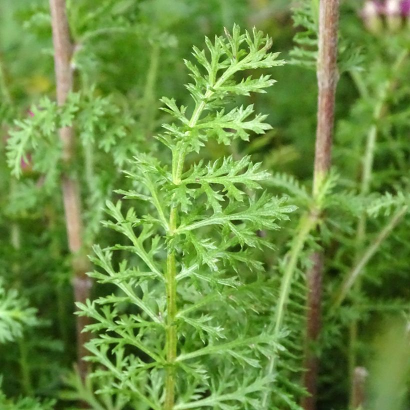 Achillée millefolium New Vintage Violet (Foliage)