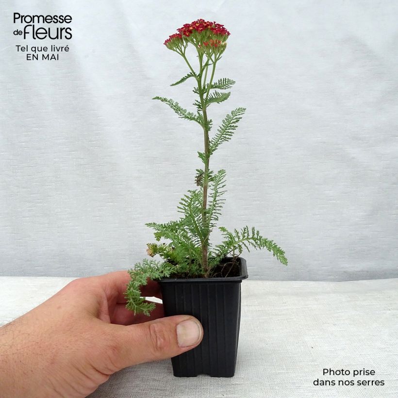 Example of Achillée millefolium Paprika Godet de 7/8 cm as you get in printemps