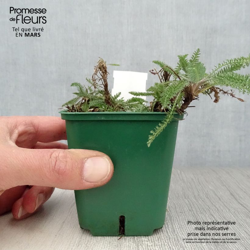 Example of Achillée millefolium Peachy Seduction Godet de 8/9 cm as you get in printemps