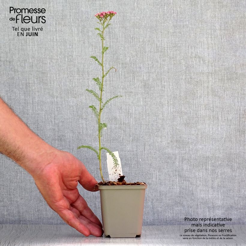 Spécimen de Achillée millefolium Petra Godet de 8/9 cm tel que livré en été