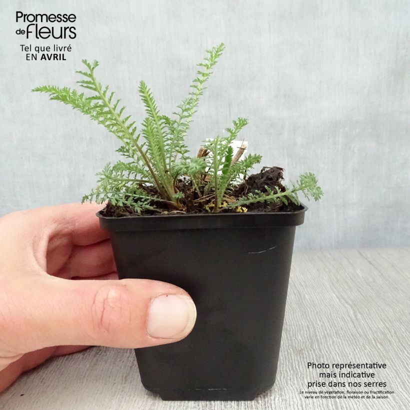 Example of Achillée millefolium Red Velvet Godet de 8/9 cm as you get in printemps