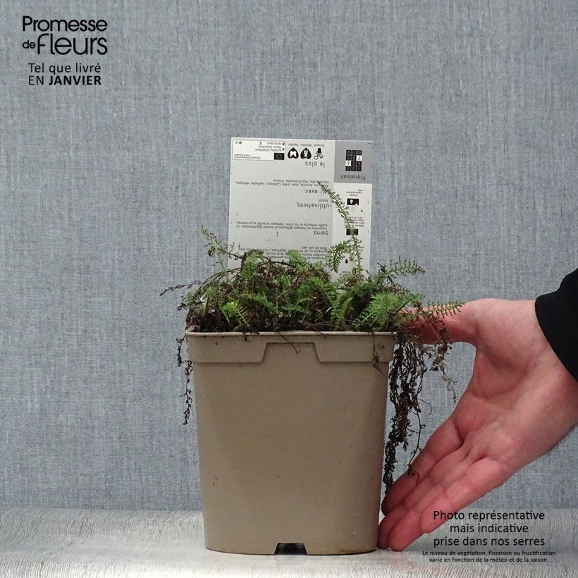 Example of Achillée millefeuille Saucy seduction Pot de 2L/3L as you get in hiver