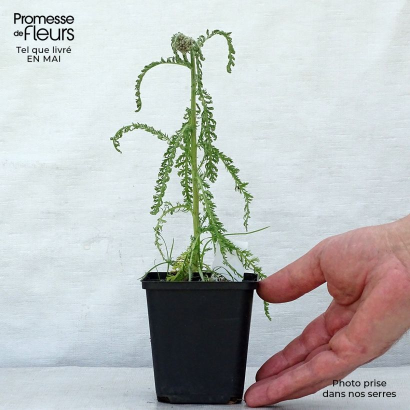 Example of Achillée millefeuille Saucy seduction Godet de 8/9 cm as you get in printemps