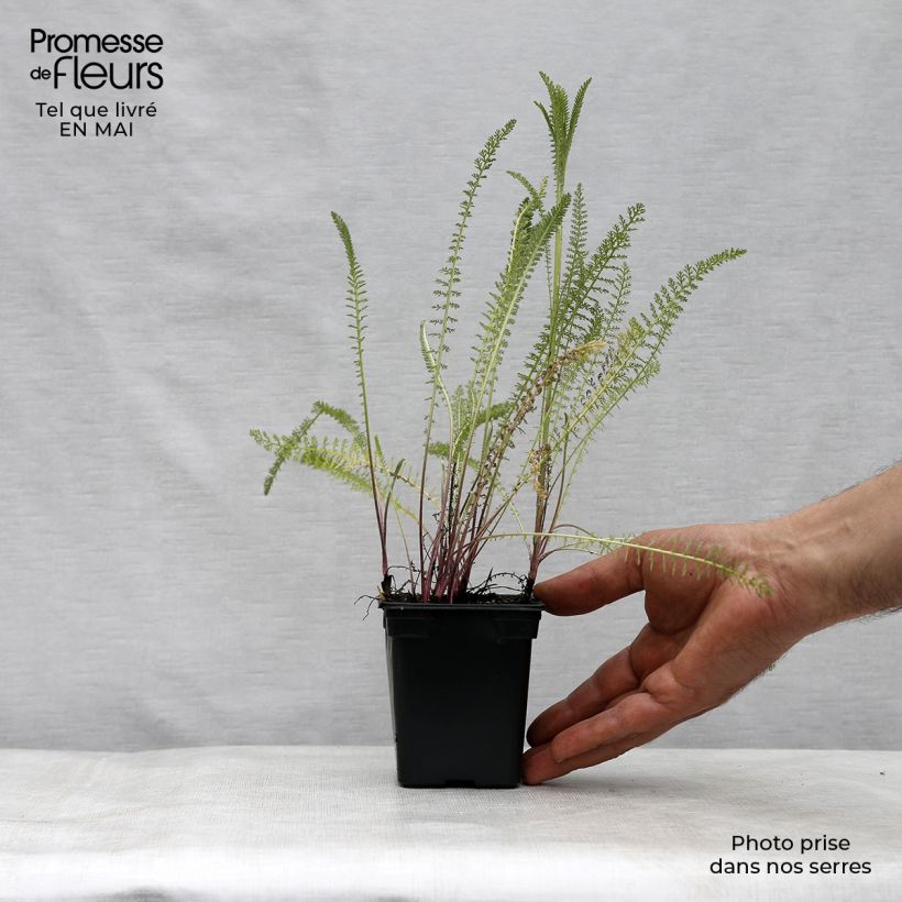 Example of Achillée millefolium Summer Pastels Godet de 7/8 cm as you get in printemps