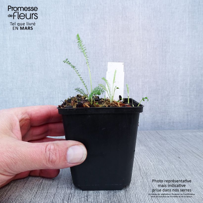 Spécimen de Achillée millefolium Summerwine Godet de 8/9 cm tel que livré au printemps