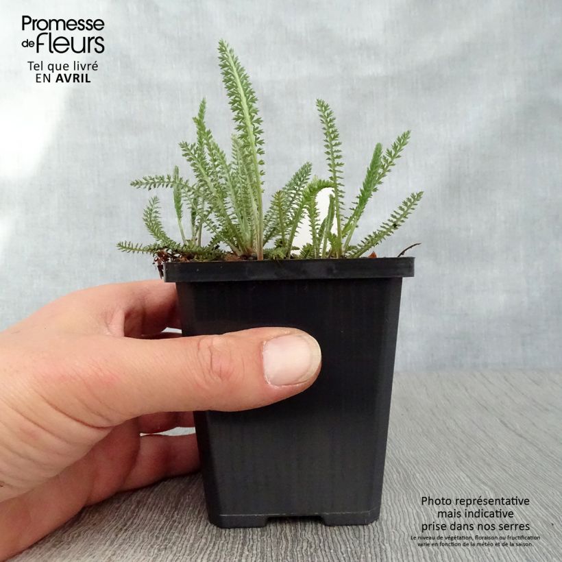 Example of Achillée millefolium Terracotta Godet de 8/9 cm as you get in printemps