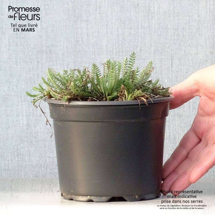Example of Achillée millefolium Terracotta Pot de 2L/3L as you get in printemps
