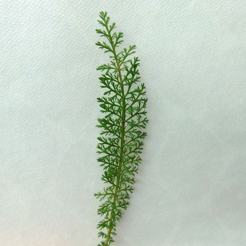 Achillée millefolium Velours (Foliage)