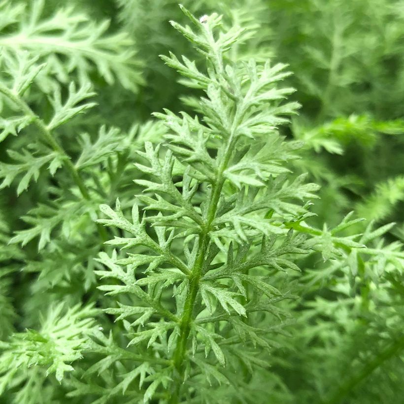 Achillée millefolium Paprika (Foliage)