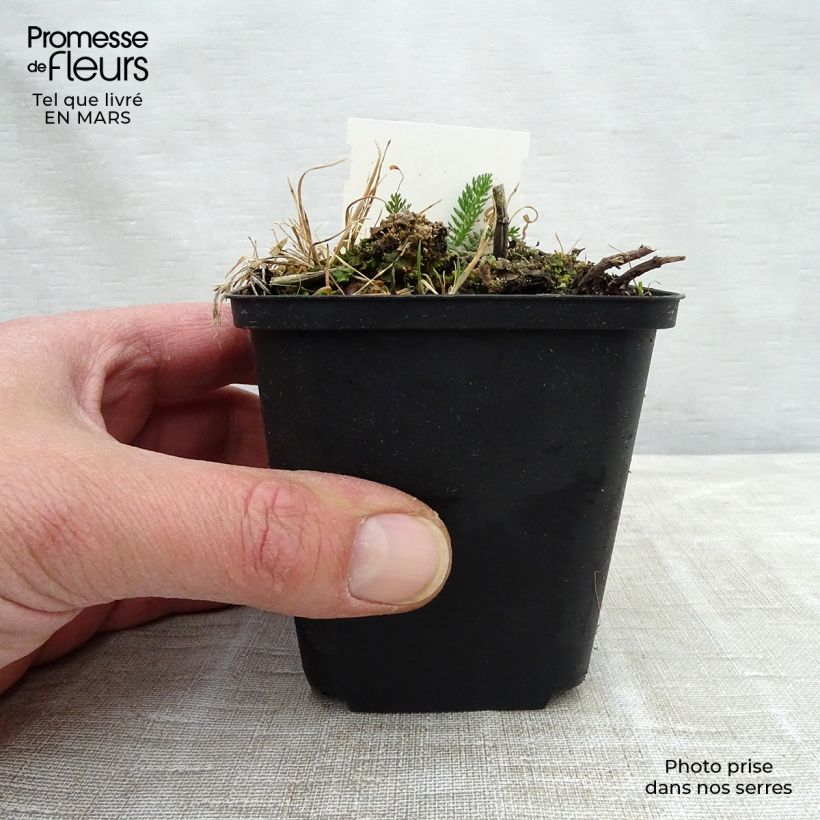 Spécimen de Achillée milllefeuille Mondpagode Godet de 8/9 cm tel que livré au printemps