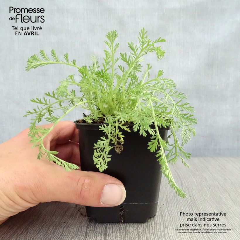 Spécimen de Achillée odorante - Achillea odorata Godet de 8/9 cm tel que livré au printemps