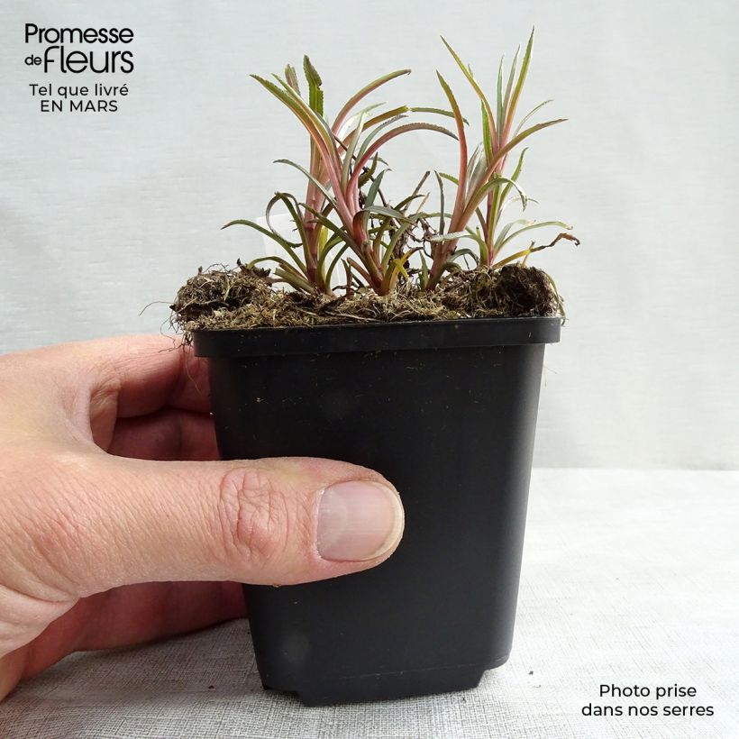 Example of Achillée ptarmica Perry's White Godet de 8/9 cm as you get in printemps