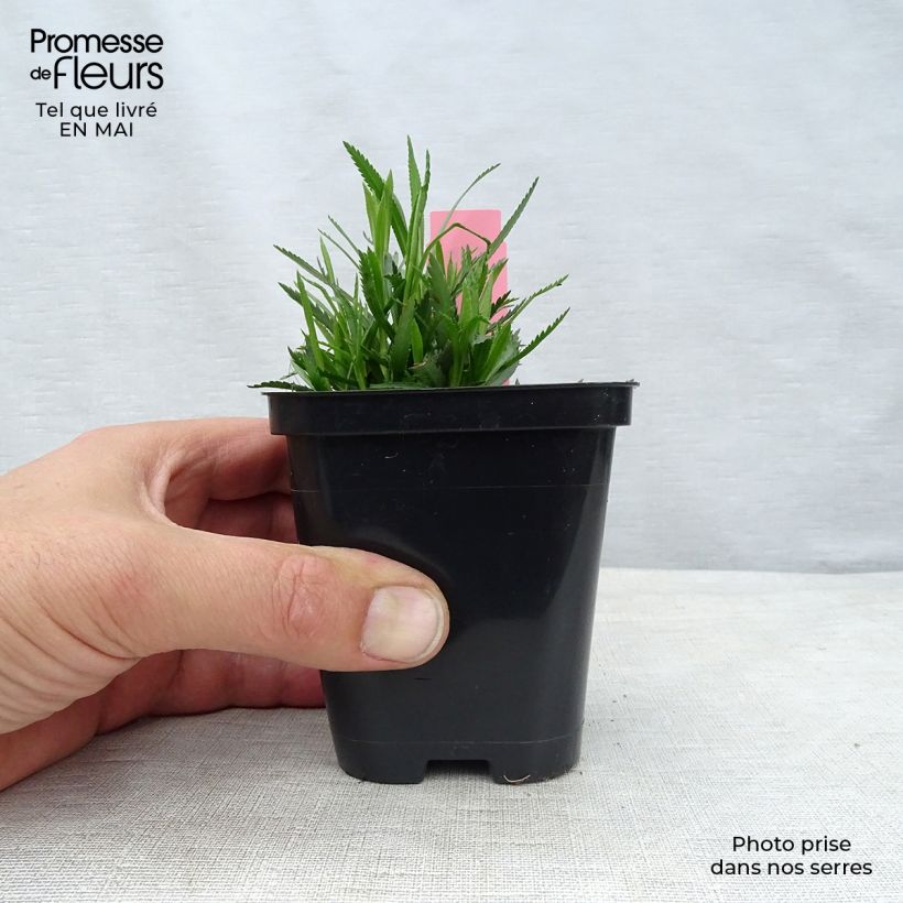 Example of Achillée ptarmica The Pearl (La Perle) Godet de 8/9 cm as you get in printemps