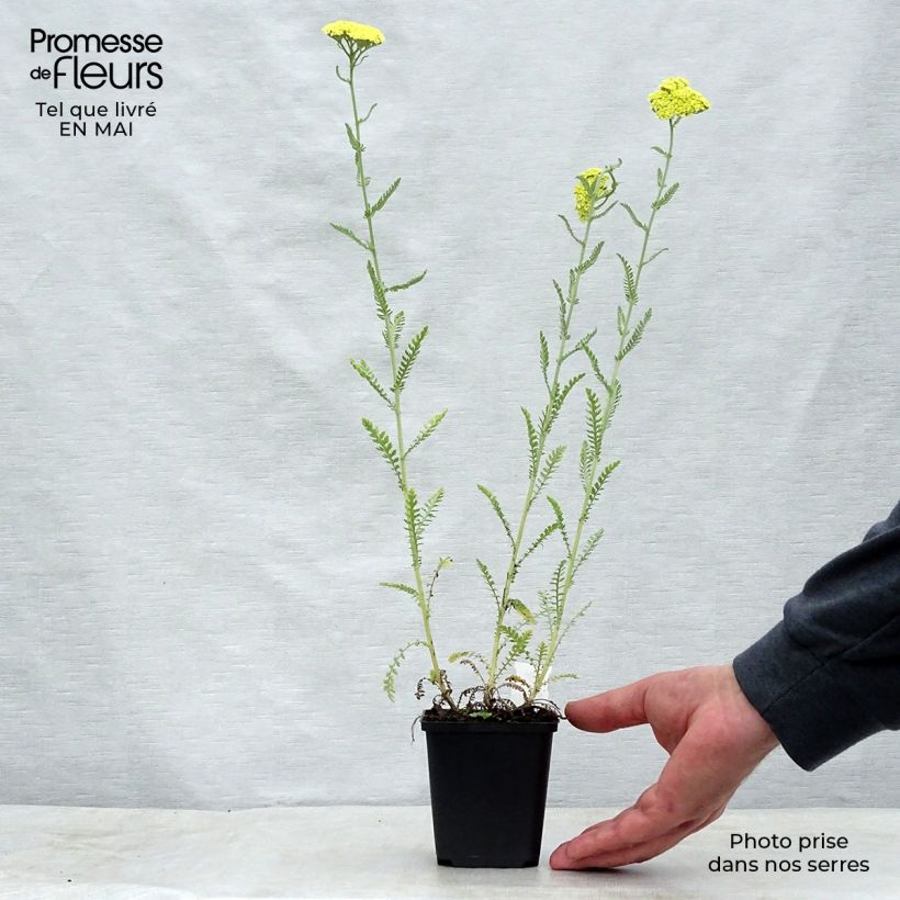 Example of Achillée taygetea - Achillea taygetea Godet de 8/9 cm as you get in printemps