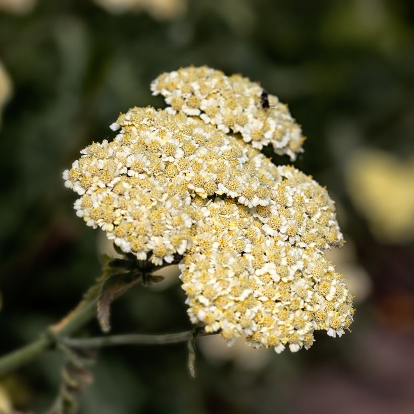 Achillée taygetea - Achillea taygetea (Flowering)