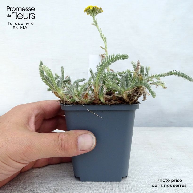 Example of Achillée tomentosa - Herbe à dinde Godet de 8/9 cm as you get in printemps