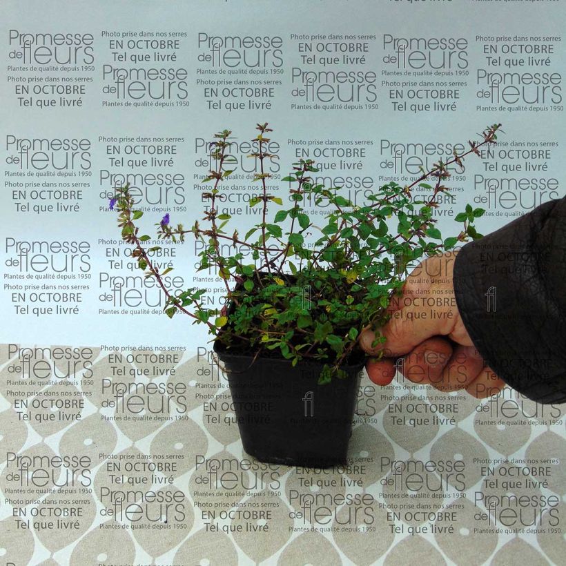 Exemple de spécimen de Acinos alpinus - Sariette des Alpes Godet de 8/9 cm tel que livré