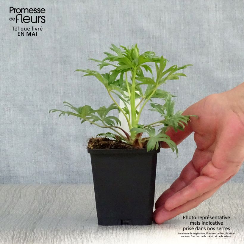 Example of Aconit - Aconitum Spark s Variety Godet de 8/9 cm as you get in printemps