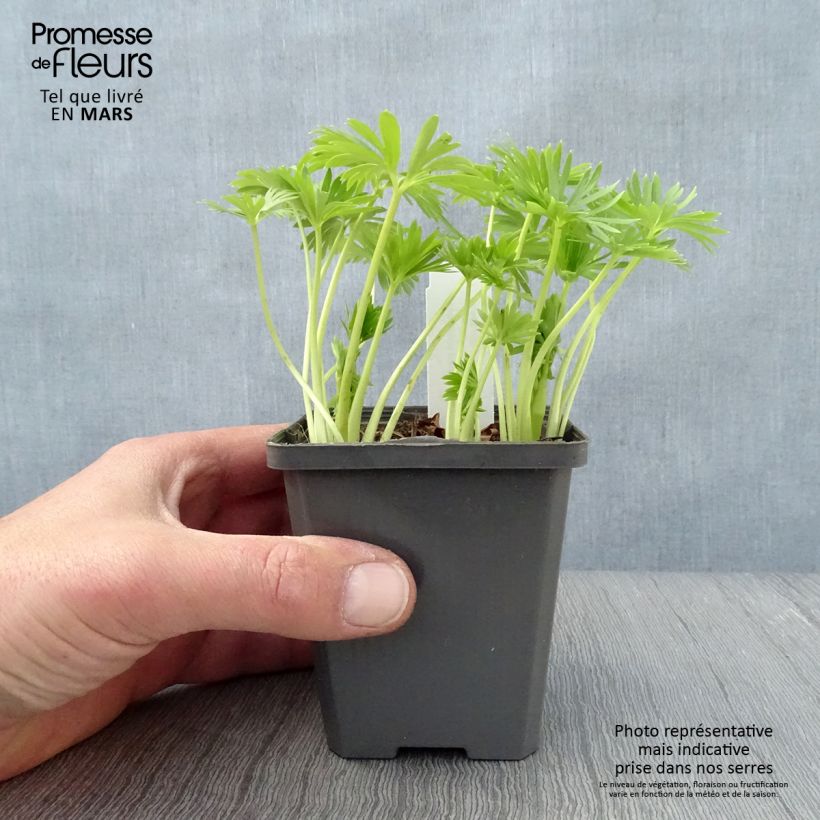 Example of Aconit blanc - Aconitum napellus Album - Casque de Jupiter blanc Godet de 8/9 cm as you get in printemps