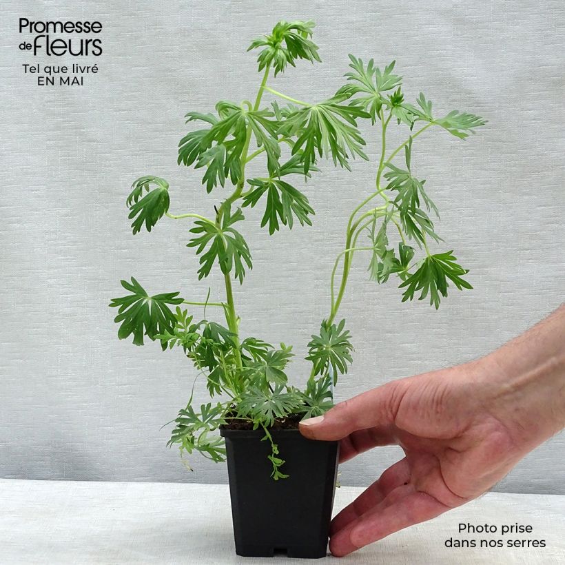 Example of Aconit blanc - Aconitum napellus Schneewittchen Godet de 8/9 cm as you get in printemps