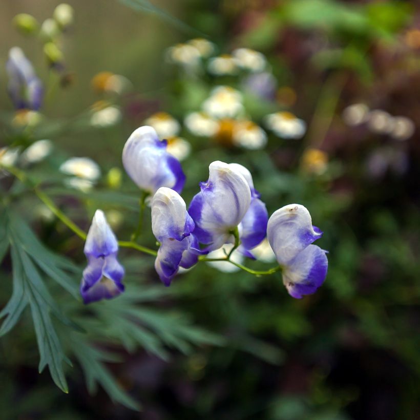Aconit bleu et blanc - Aconitum cammarum Bicolor (Flowering)