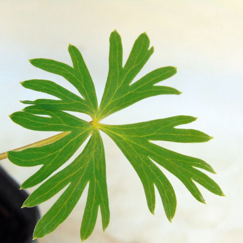 Aconit bleu pâle - Aconitum Stainless Steel (Foliage)