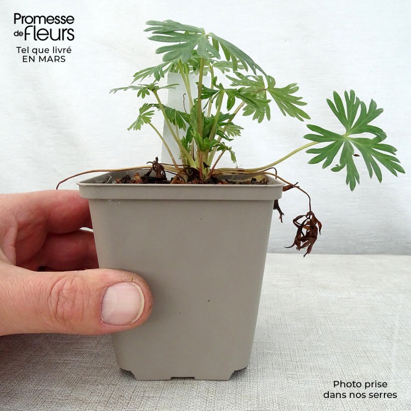 Example of Aconit bleu pâle - Aconitum Stainless Steel Godet de 8/9 cm as you get in printemps