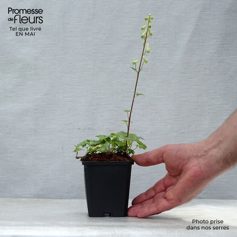 Example of Aconit crème - Aconitum septentrionale Ivorine Godet de 8/9 cm as you get in printemps