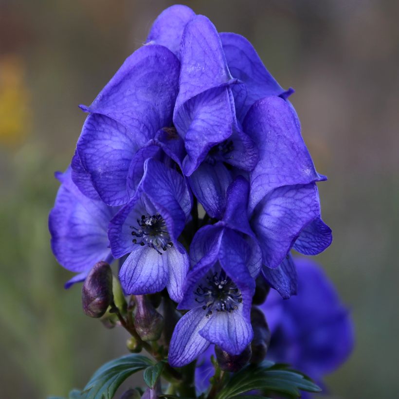 Aconit de Fischer - Aconitum fischeri (Floraison)