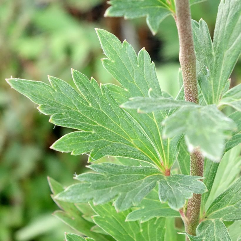 Aconit de Fischer - Aconitum fischeri (Feuillage)
