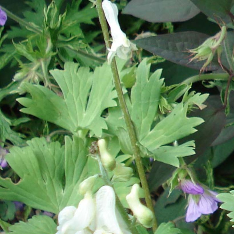 Aconit crème - Aconitum septentrionale Ivorine (Foliage)