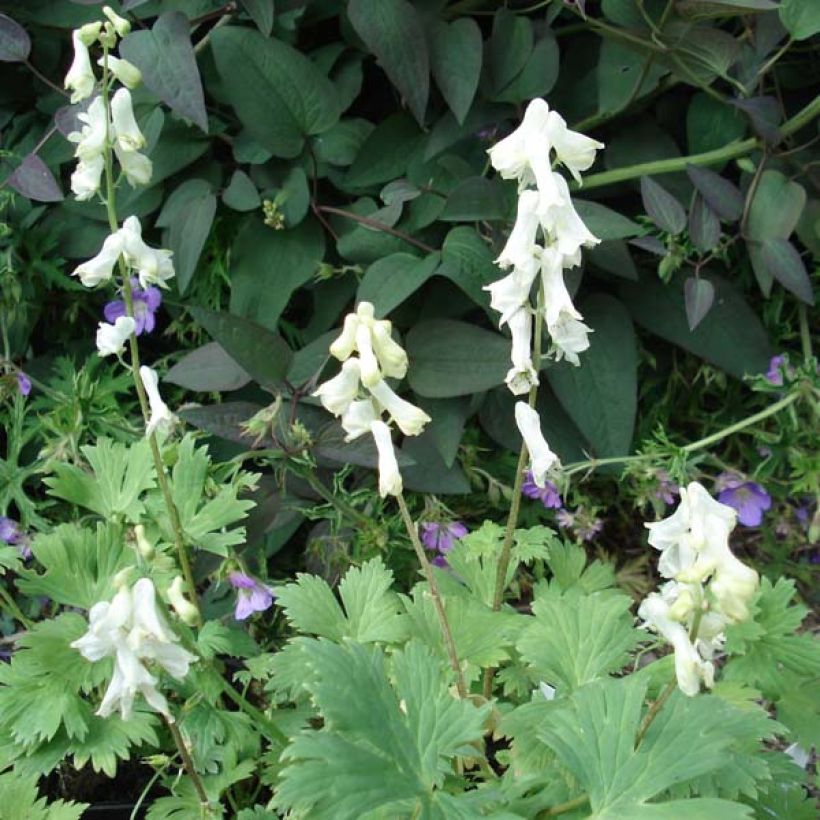 Aconit crème - Aconitum septentrionale Ivorine (Plant habit)