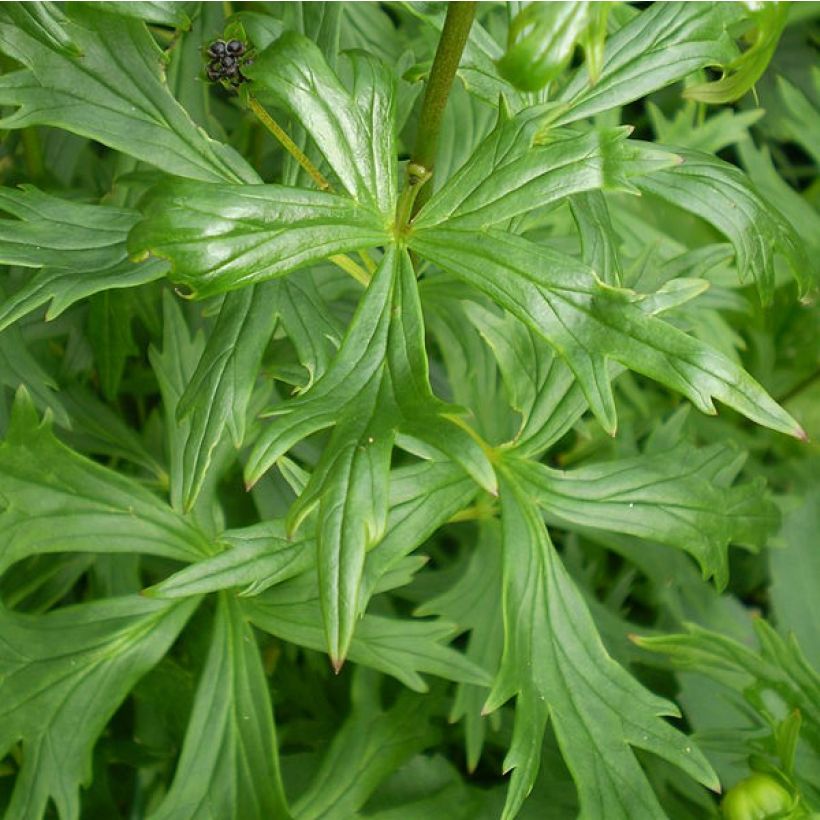 Aconit - Aconitum Spark s Variety (Foliage)