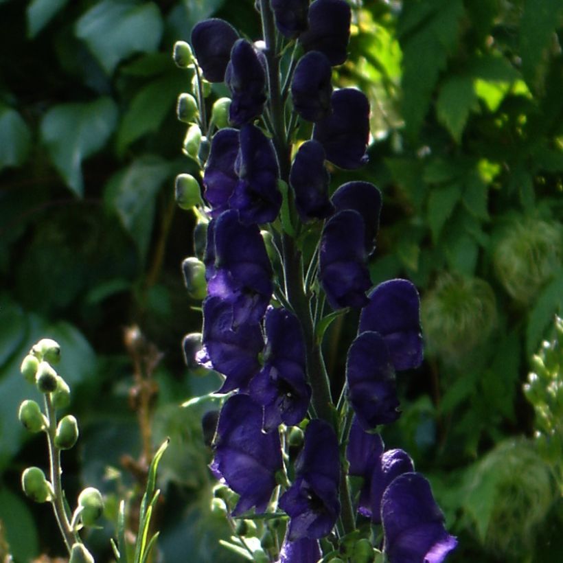 Aconit - Aconitum Spark s Variety (Flowering)