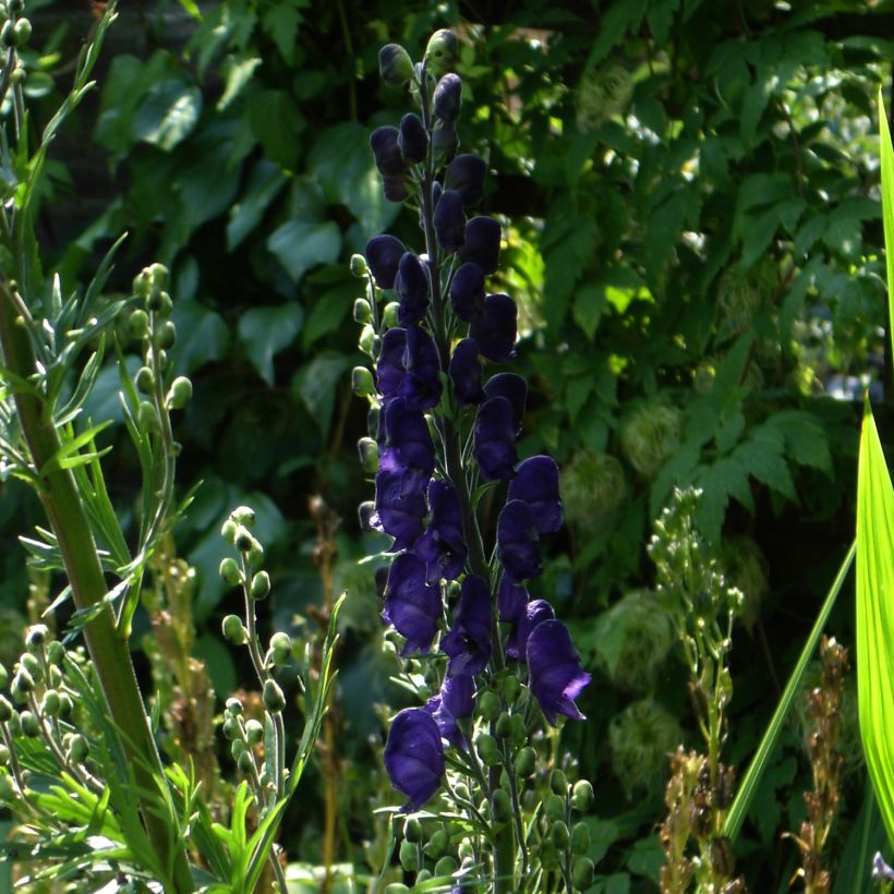 Aconit - Aconitum Spark s Variety (Plant habit)