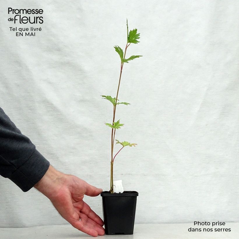 Example of Aconitum carmichaelii Cloudy Godet de 8/9 cm as you get in printemps