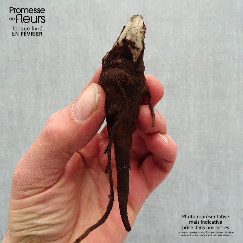 Example of Aconitum carmichaelii Royal Flush Racines nues, Qualité premium as you get in hiver