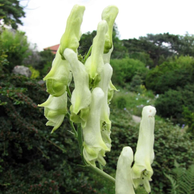 Aconit de Lamarck - Aconitum lamarckii (Flowering)