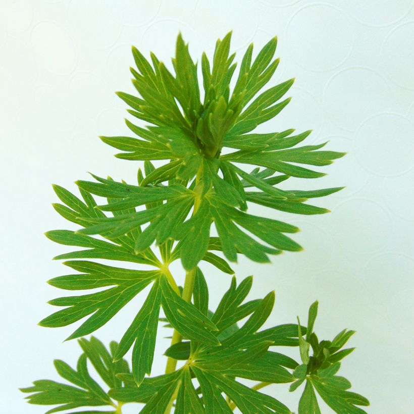 Aconitum napellus - Aconit napel (Foliage)